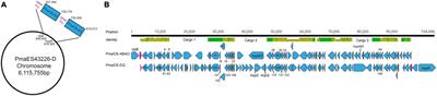 Genome Context Influences Evolutionary Flexibility of Nearly Identical Type III Effectors in Two Phytopathogenic Pseudomonads